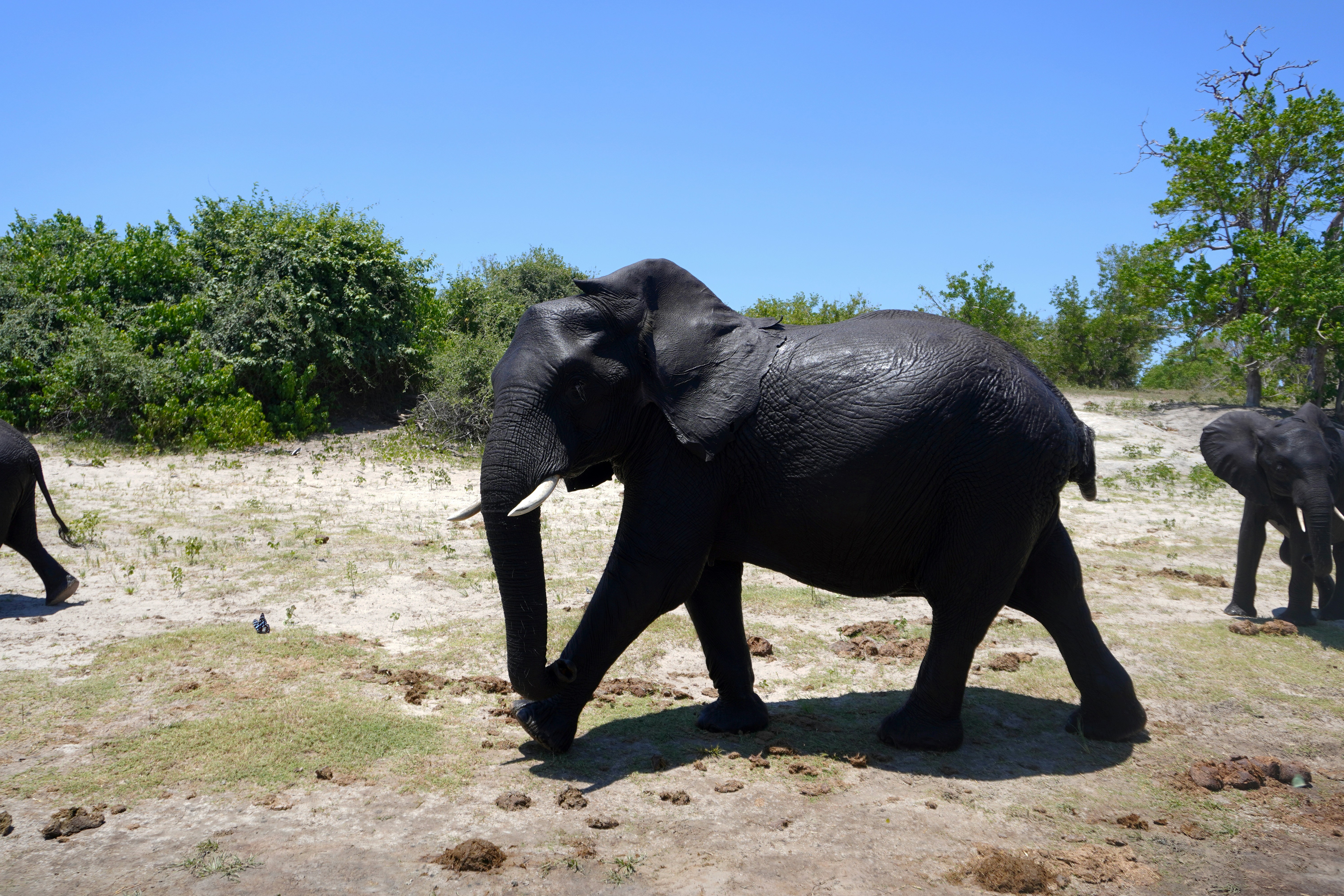 Full Day Chobe Day Trip: Adventure Awaits